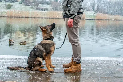Życie z psem - psi behawiorysta, szkolenie psów